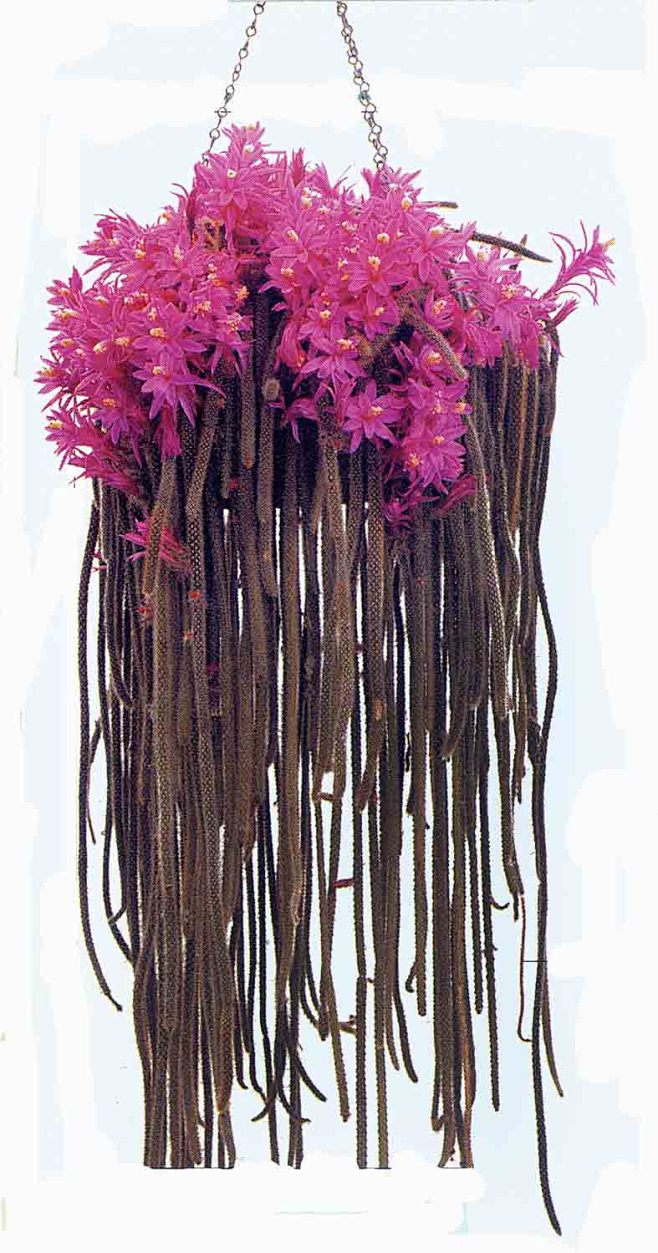 被冷落的鼠尾掌-多浆植物(仙人之路)-藏花阁花卉论坛园艺论坛家庭园艺