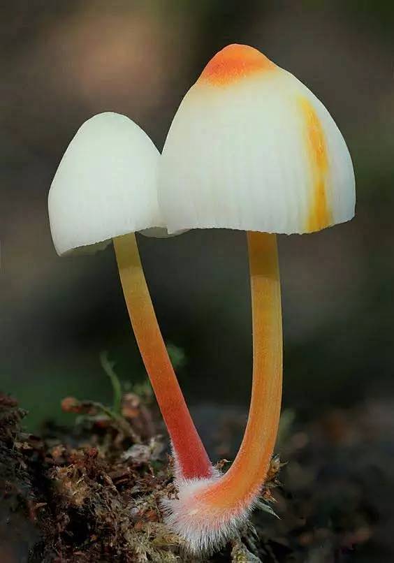 49张蘑菇照多姿多彩好漂亮