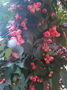 忘川漪涟采集到我拍摄的花花草草