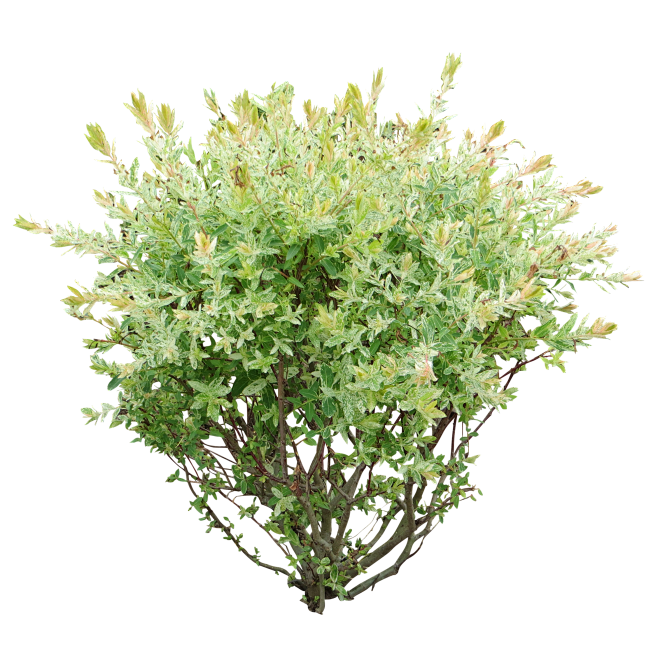 16:07:26树丛2喜欢动植物png素材空中有鱼同采自pngimg