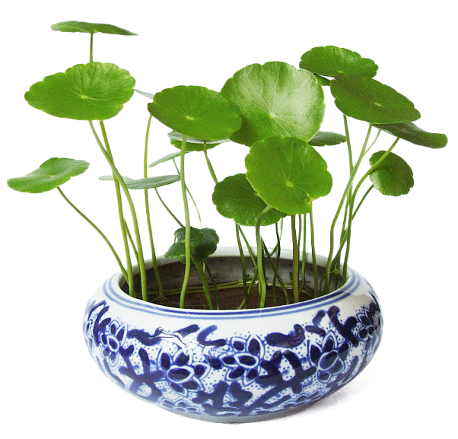 金錢草的圖片（金錢草的圖片和植物的樣子）
