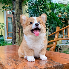 柠檬猪仔采集到美图集~