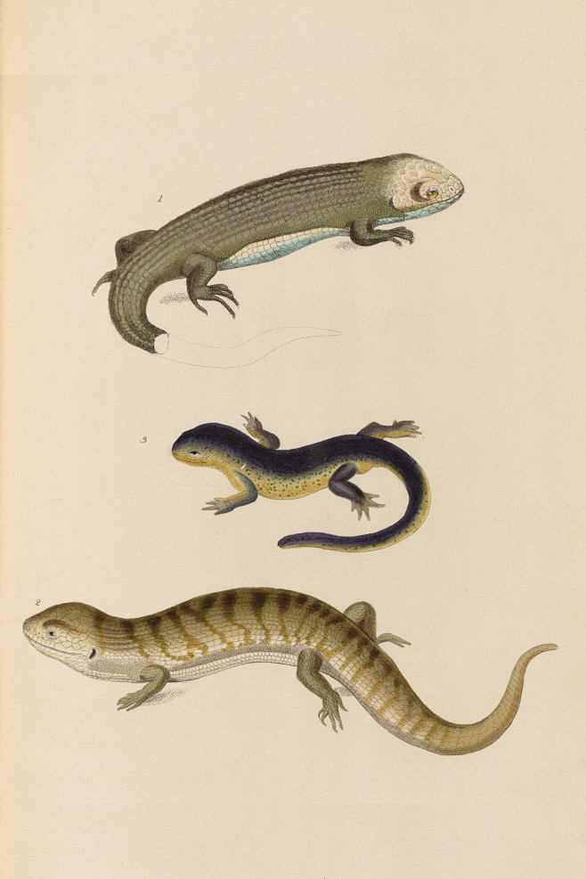 蜥蜴图鉴石龙子