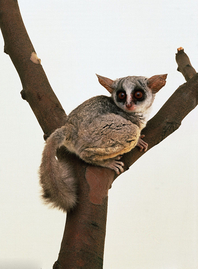 灵长目婴猴科婴猴