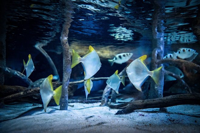 explorationsarchiveplanetocean