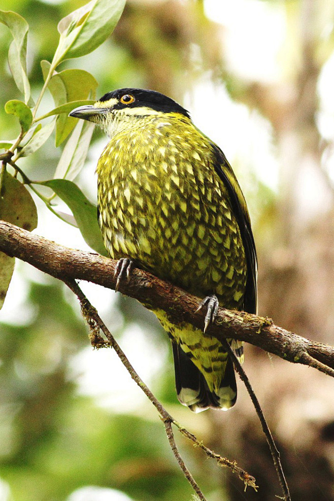雀形目伞鸟科鳞斑食果伞鸟属鳞斑食果伞鸟