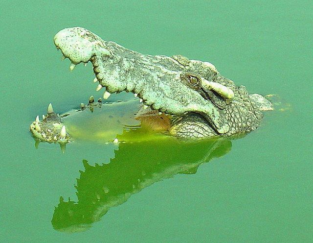鳄鱼