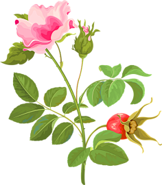 花草免抠png-花瓣网|陪你做生活的设计师 | 小素材# a class="text