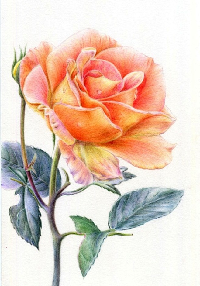 彩铅花卉插画家园珞樱