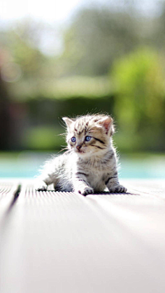 图饭sir采集到【动物~猫咪鹿手机壁纸】