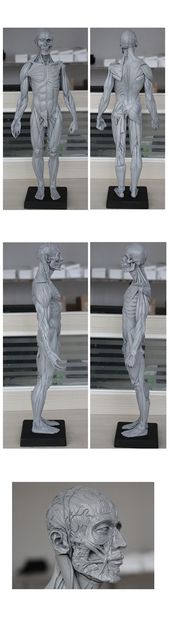 com 60cm艺用人体模型 肌肉解剖 人体骨骼结构模型 美术雕塑cg教学用