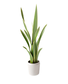 ZHANGWEICAI采集到花草树木