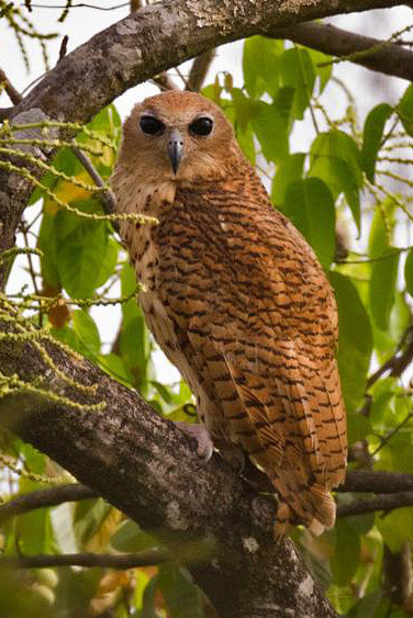 鸮形目鸱鸮科斑渔鸮属横斑渔 