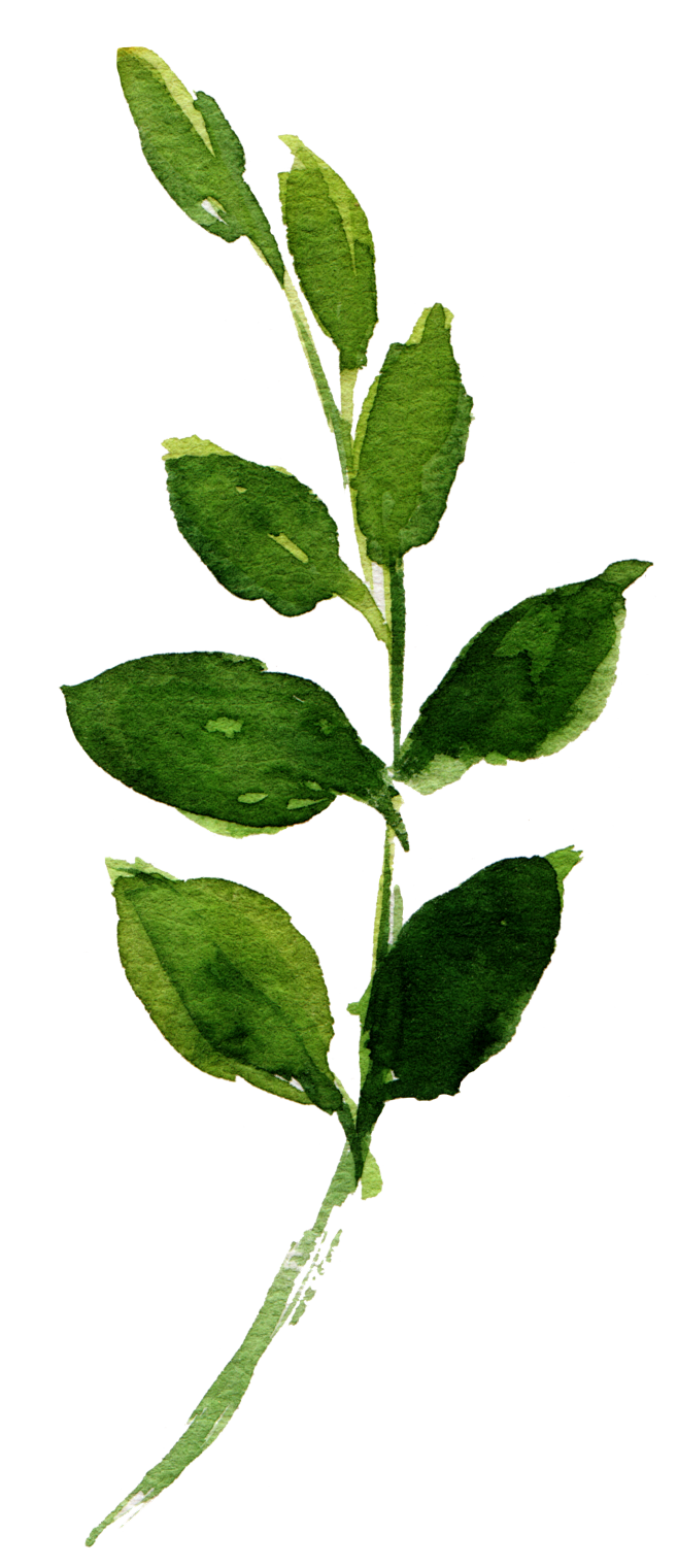 森系水彩绿植多肉植物叶子花卉婚礼海报装饰元素免扣png图案合集287