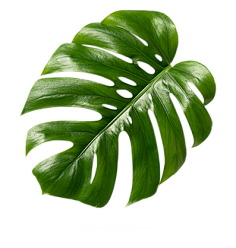 油炸大蜗牛采集到植物素材