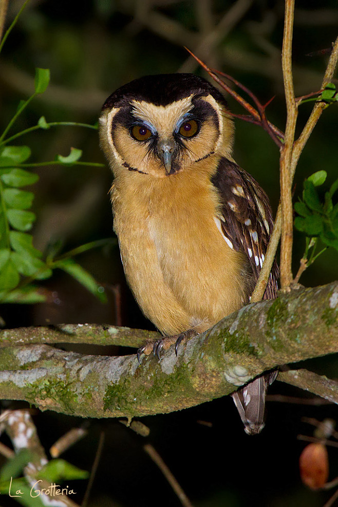 鸮形目鸱鸮科鬼鸮属黄额鬼鸮
