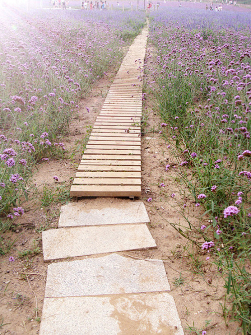 我想和你一起走上那条美丽的小路暖暖的阳光洒在紫色的薰衣草花海感受