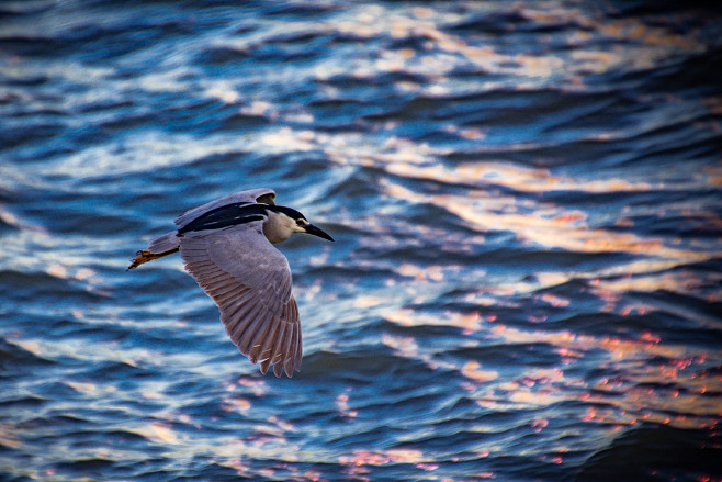 爆发吧,我的小宇宙! - 火星种子