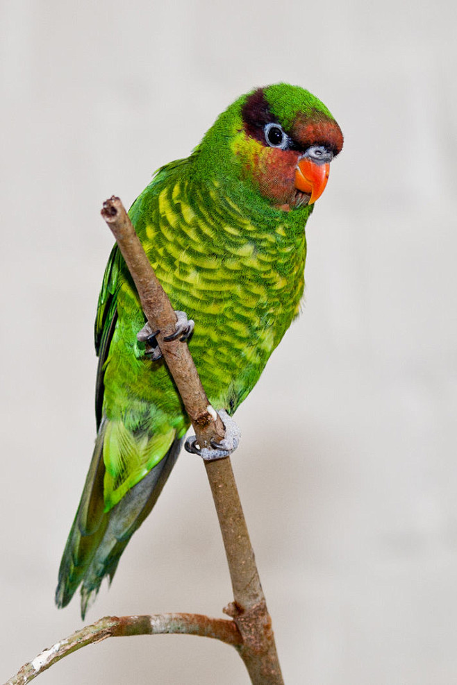 红喉绿吸蜜鹦鹉图片