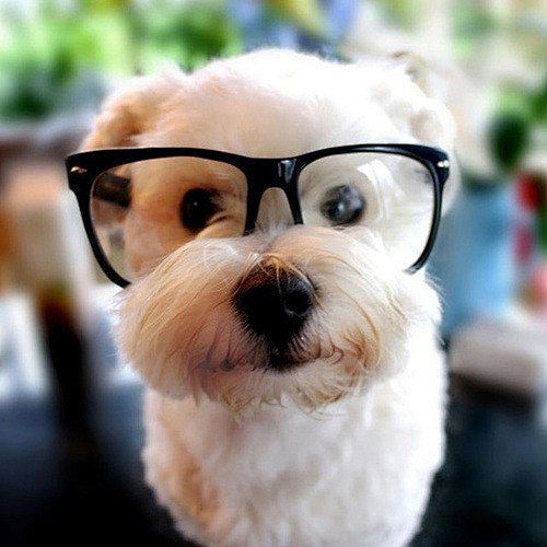 戴眼镜的白狗