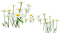 柚子白糖酥采集到萌芽