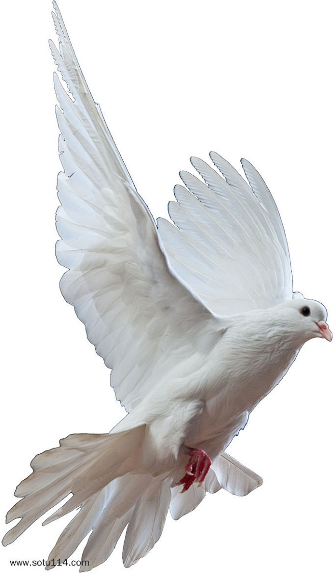 月゛64从元素大全转采于2020-06-08 14:59:14白羽飞翔白色鸽子1喜欢