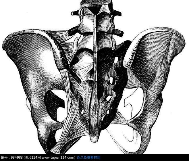 女性盆骨骨架結構圖背面