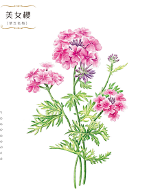小妖Zzo采集到手绘植物