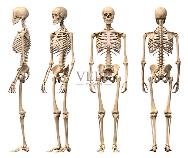 男性人体骨骼四面视图正面背面侧面和视角照片素材图片id102934051