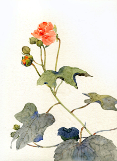 再无觅处采集到淡淡的水彩☆Plant