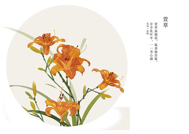 萱草花插画图片