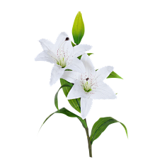 小宅爱学习采集到花/提取物/精华
