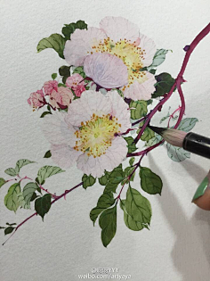 菜菜-1937采集到教程
