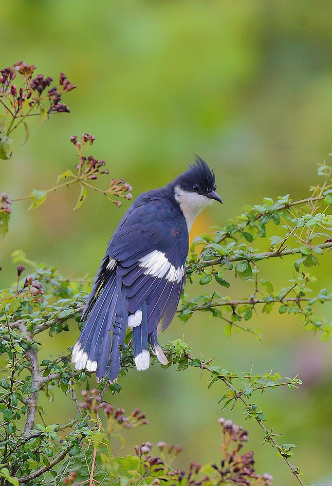 斑翅凤头鹃鸟纲国家三级保护动物