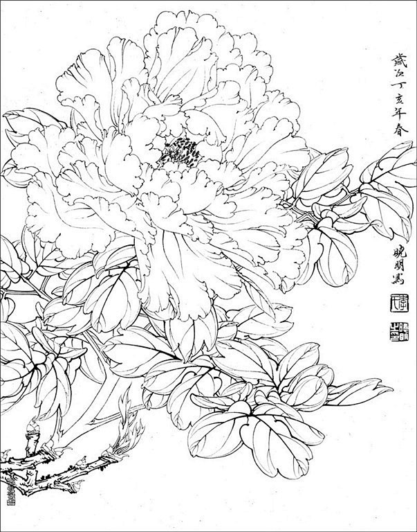 国画家李晓明工笔白描花鸟稿60p