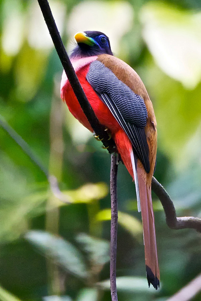 咬鹃目咬鹃科咬鹃属粉胸咬鹃