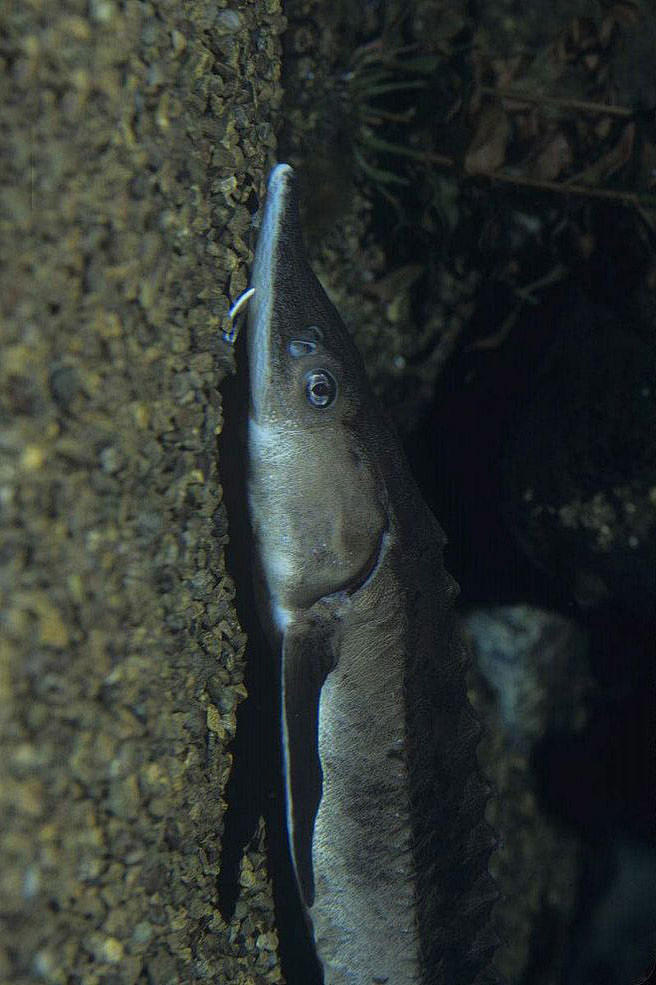 whonly采集于2018-01-26 20:25:55鲟形目·鲟科:短吻鲟鱼目whonly该