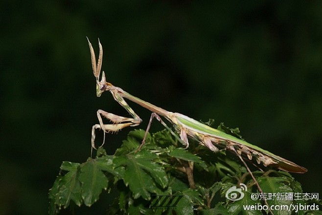 荒野新疆昆虫荒野图库锥头螳螂外形极具特点的螳螂新疆特有种作者五道