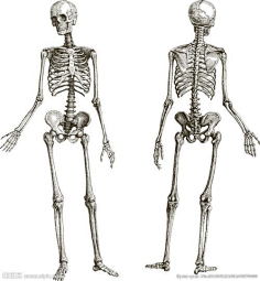com 人体骨骼三视图的搜索结果