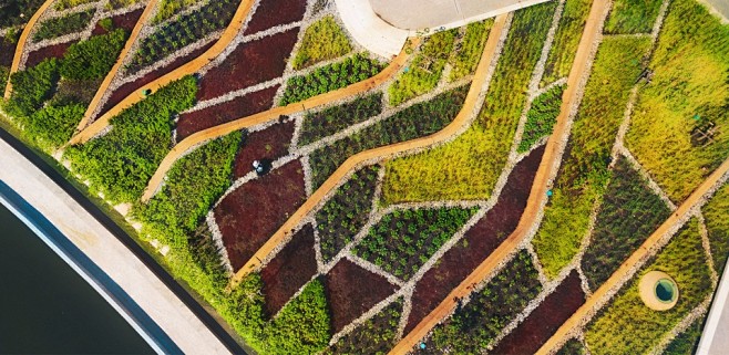 thammasatuniversityrooftopfarmbylandprocessasiaslargestorganic