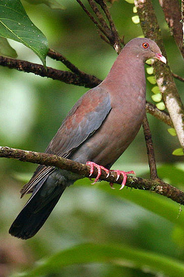 鸽形目鸽鸠科新大陆鸽属红嘴鸽