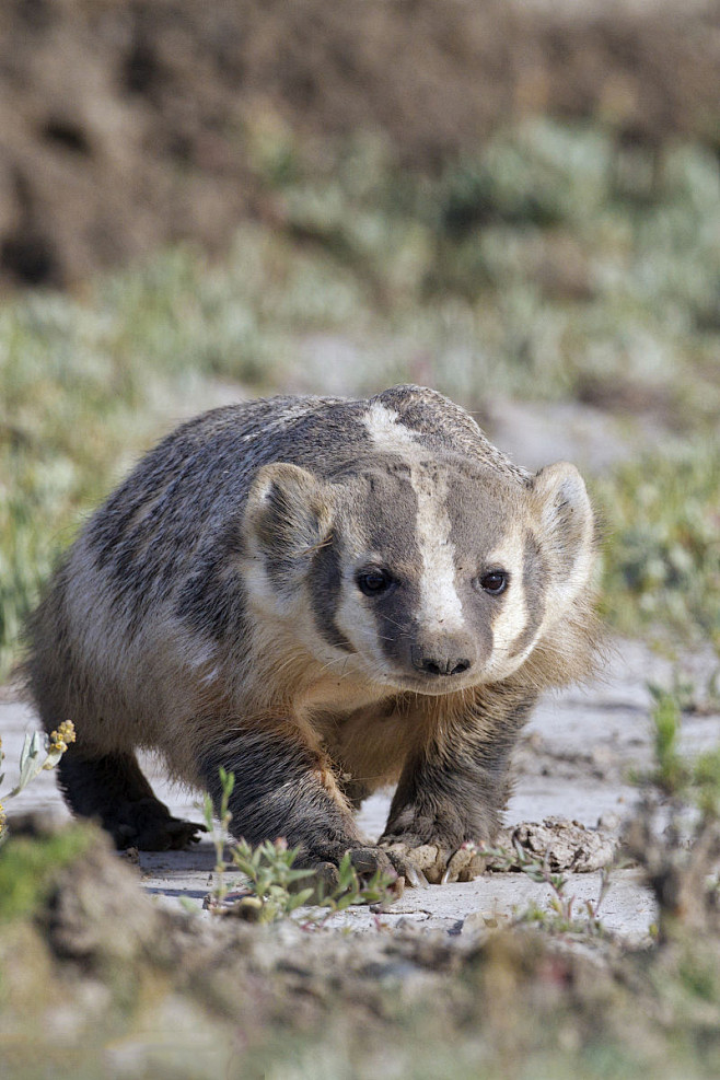 食肉目鼬科美洲獾属美洲獾