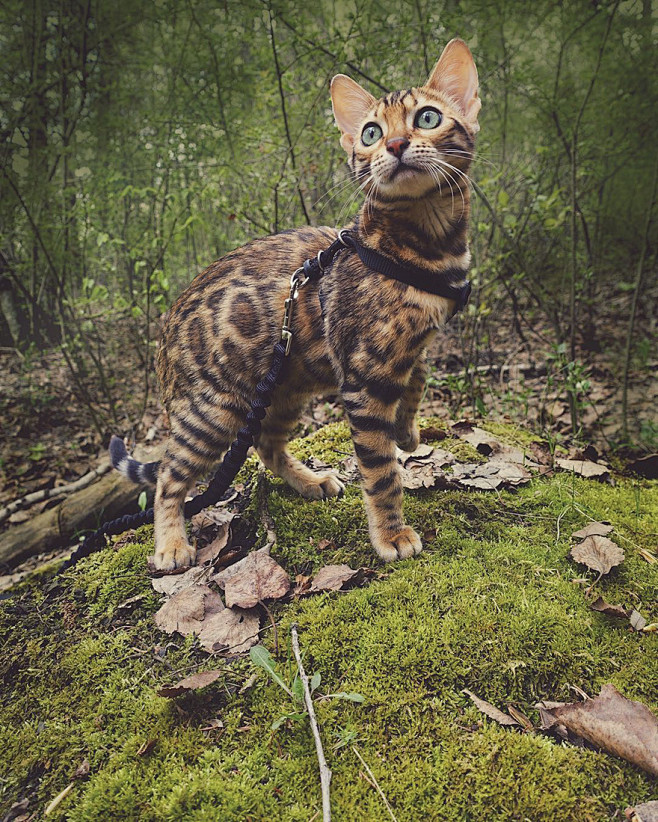 她们俩高山小溪小木屋野花丛林采蘑菇的生活也是十分让人羡慕嫉妒了