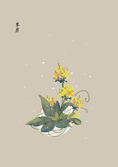 芍药居一霸采集到不知道叫啥名