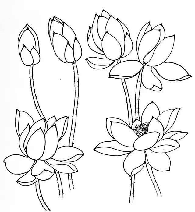 02 17:19:20白描荷花手绘—线稿南波万w该采集也在以下画板加载更多