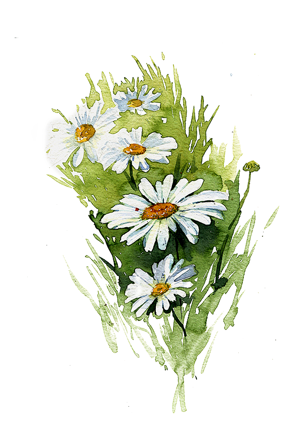 水彩雏菊
