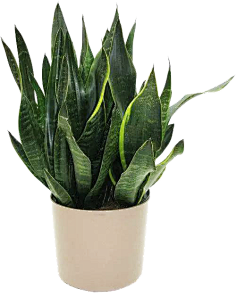 油炸大蜗牛采集到植物素材