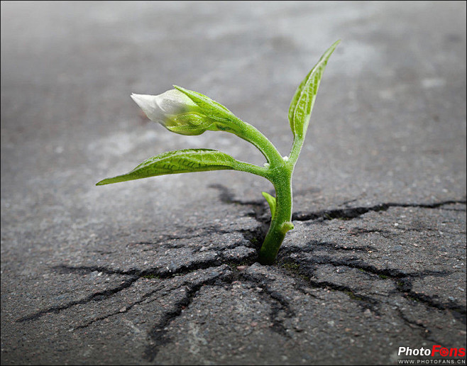 大自然生命奇迹存活在夹缝中的植物