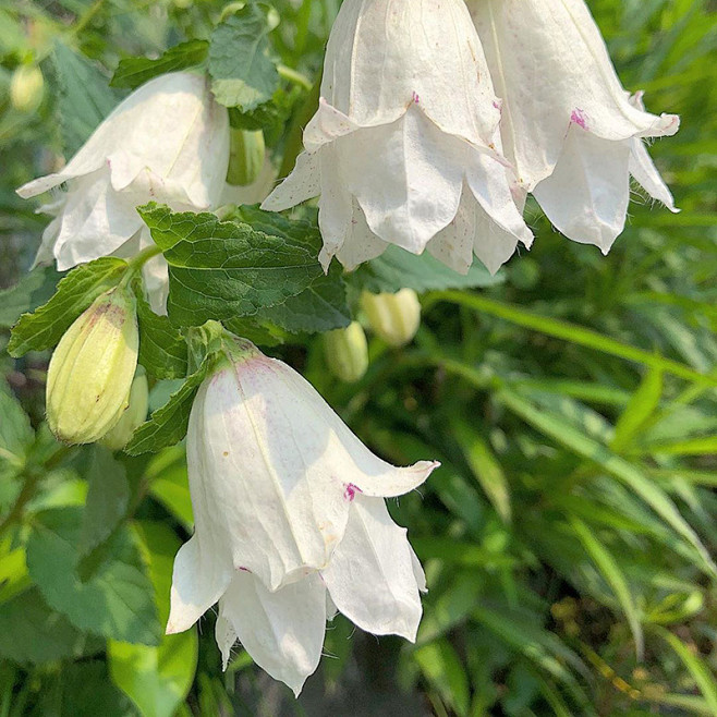 日本紫斑風鈴草螢袋花回聲森林花園陽臺多年生耐寒宿根植物淘寶網