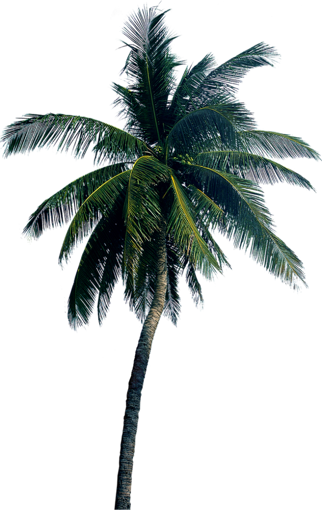 vansans采集到植物